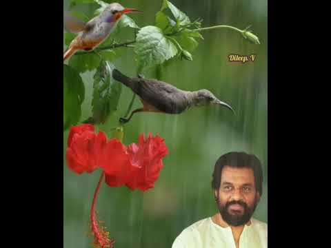 Hey nilakili neramayi Yesudas   Dileep v