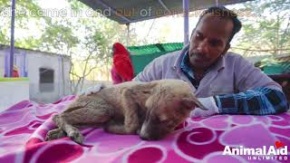We thought this puppy was dead. Watch her incredible recovery! We thought this puppy was dead. Watch her incredible recovery!