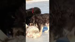 💥高原狼与藏獒大战！Wolf Vs. Tibetan Mastiff Battle #Animal 【跟着图尔去旅行】