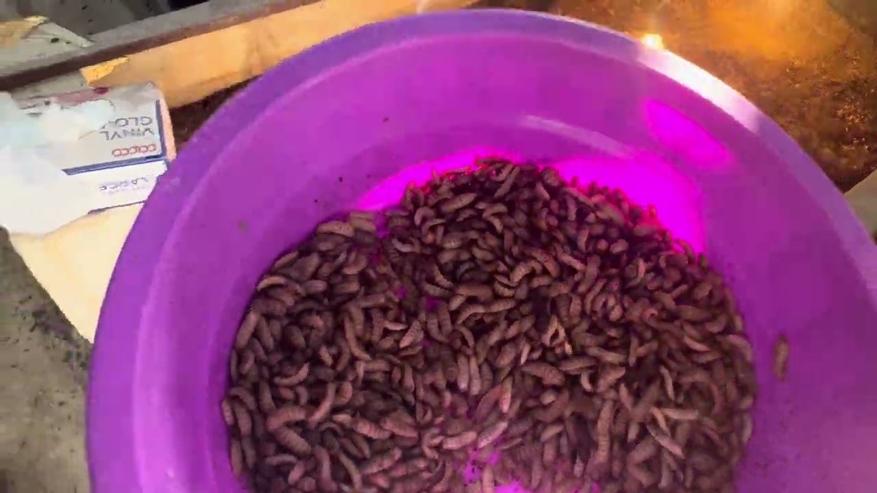Black soldier fly larvae rearing تربية يرقات الجندي الاسود
