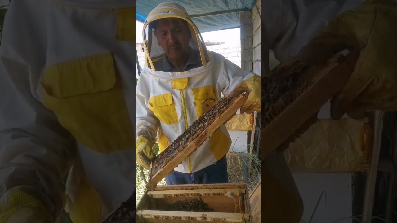 متى يتم ضغط النحل