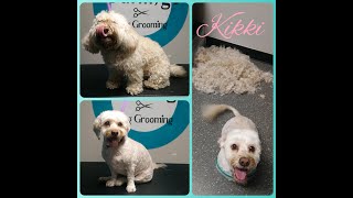 Cavoodle - Kikki's Dog Grooming Trans-Fur-Mation by Dog Grooming Trans-fur-mations 27 views 3 years ago 3 minutes, 33 seconds