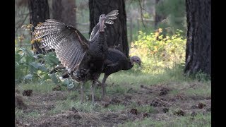 Eastern Washington Turkey Hunt