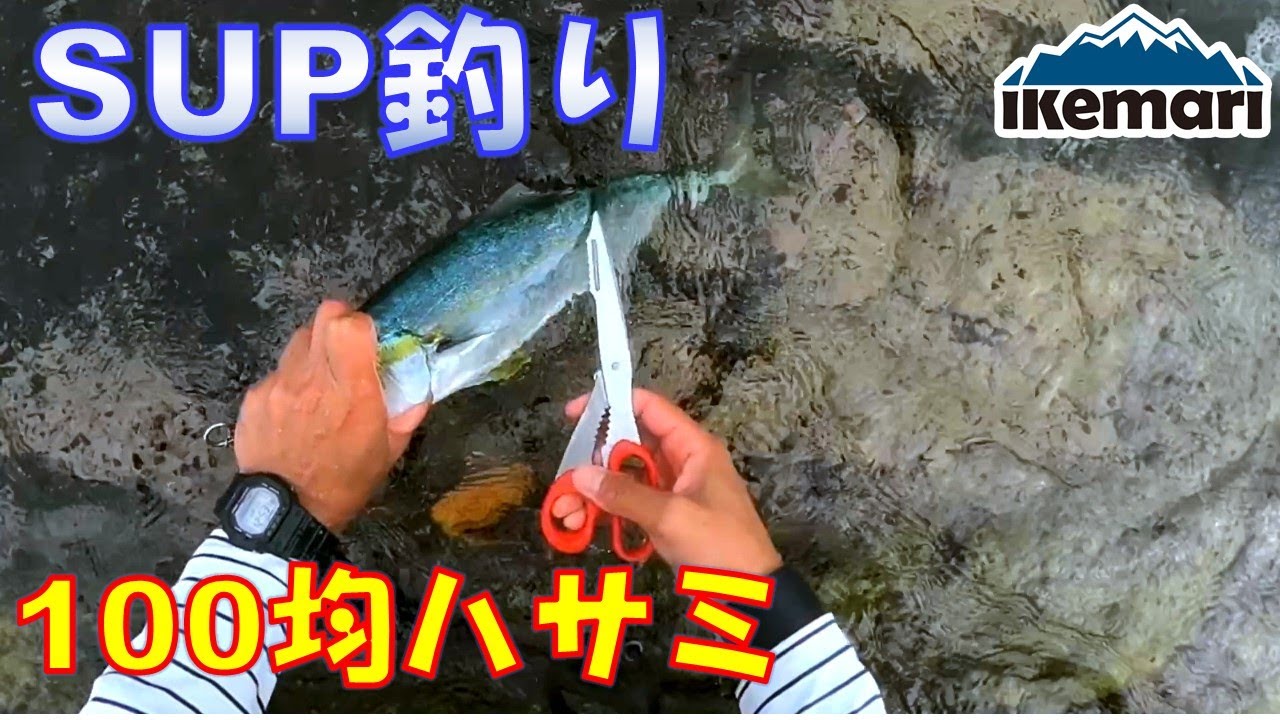 Sup サップ 100均のハサミで下処理 100均で売っていた キッチンバサミ サカナの頭や内臓を取るのに便利です Youtube