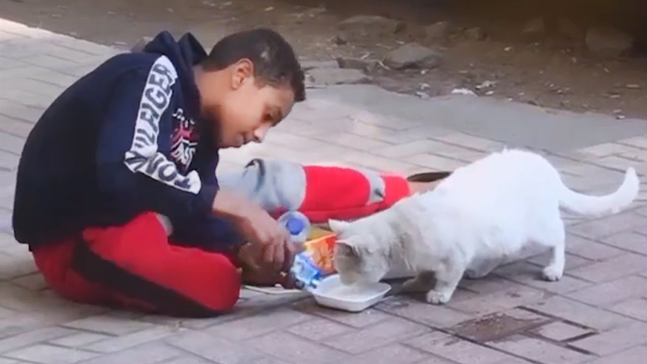 Best Random Acts Of Kindness Animals  That Will Make You Cry