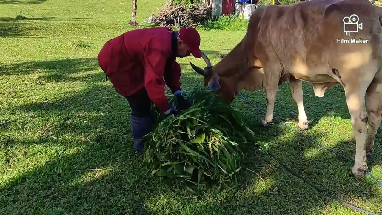 PAGKABENTA NG BAKA. PALIT AGAD