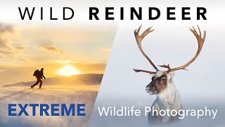 Extreme Wildlife Photography and Winter Camping ⎸ Wild Reindeer