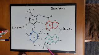 GN 311 Exam Mini Video Module 3 - DNA Structure - Rachel Hagen