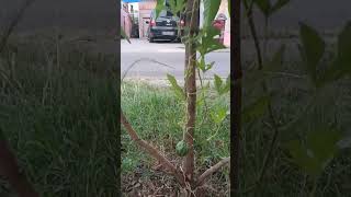 Download Lagu Pohon Mangga Berbuah Semangka #mangga #semangka #alam #tumbuhan MP3