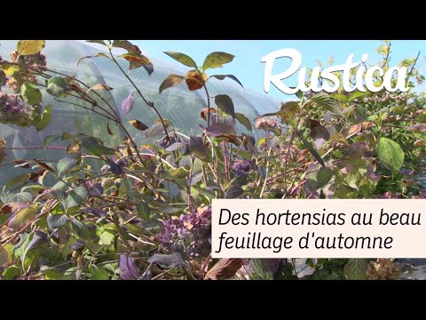 Vidéo: Feuille De Chêne Hortensia