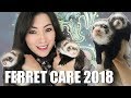Ferret Care 2018 - How to Care For Pet Ferrets