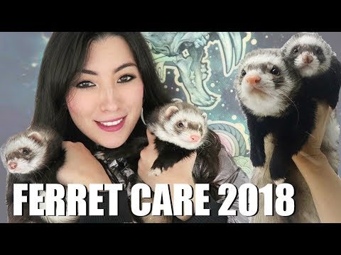 Video: Ferret: What To Feed And How To Care For