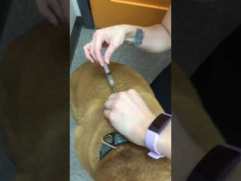 Video: Pes izgubi las po vzreji