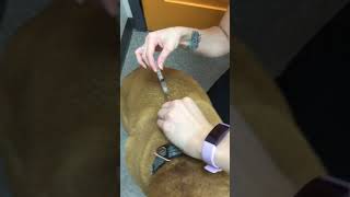Dog Cartrophen Injection Demonstration  Winrose Animal Hospital