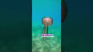 This Jellyfish Can Never Die 😱 The Immortal Creature Explained!