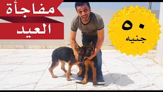 اول مرة اعمل عرض للعيد !! + اول مرة احمي الكلاب بعد الشفاء