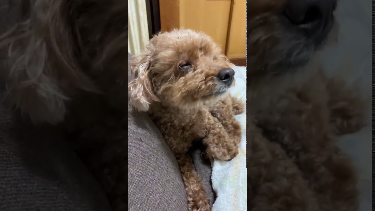 10才のトイプードル これって逆くしゃみ Youtube 10才のトイプードル これって逆くしゃみ Youtube