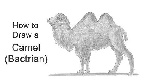How to Draw a Camel (Bactrian)