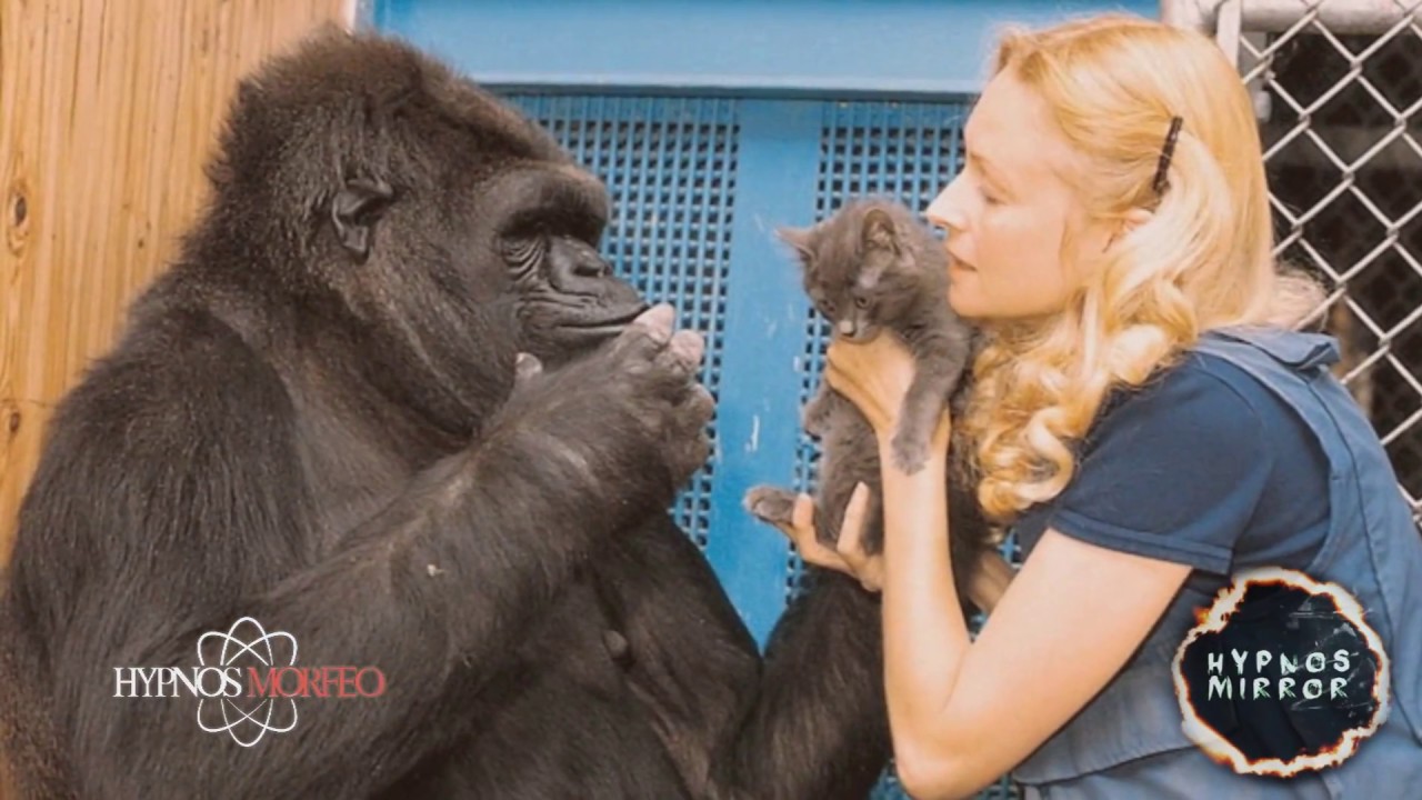 The Story of Koko the Gorilla - Communication with Other Animals?