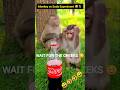Monkey's Soda Experiment 😂🐒#shorts #monkeyvideos #funny monkey #monkey #wisemonkeys #funnyanimals