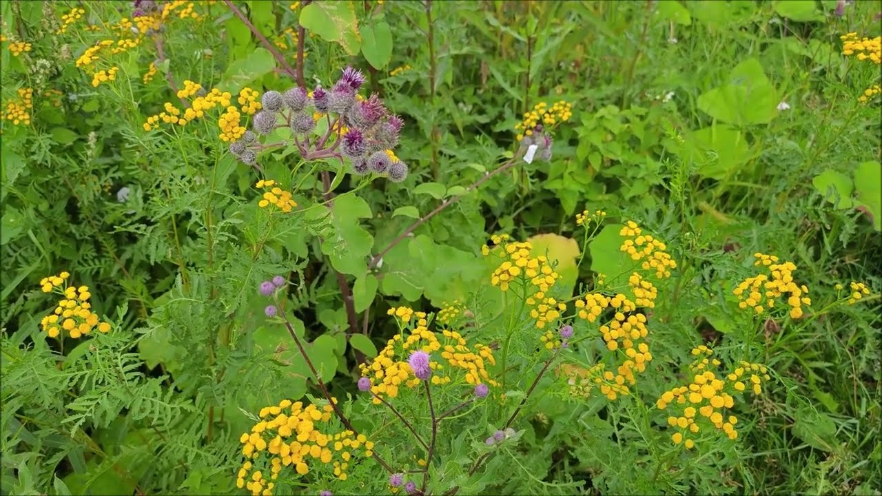 Kesäkuvia, Melartin, Symphony 4, III, Andante, Tampere Philharmonic Orchestra, Leonid Grin