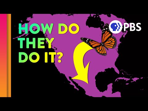 Video: Migration Monarch Butterflies: The Super Generation