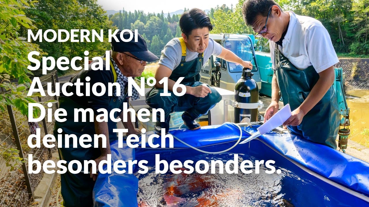 Alle Koi aus der Special Auction No. 16 im Detail erklärt | Konishi Koi News