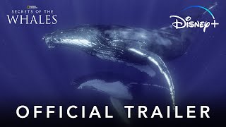 Secrets Of The Whales |  Trailer | Disney 