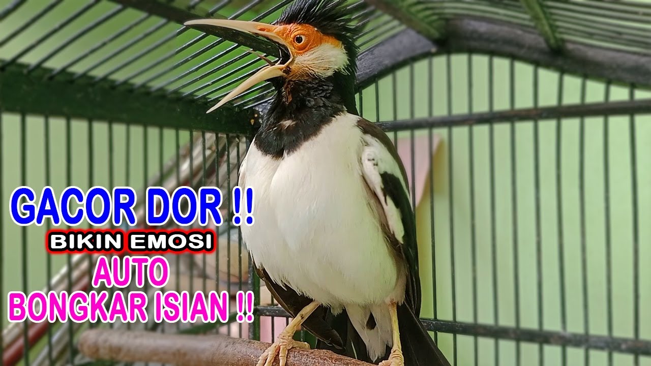 Jalak Suren Gacor Dor !! Bikin Lawan Emosi !! Yang Dengar Auto Bongkar Isian