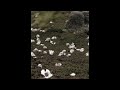 Yasushi Ishii - Investigation of Vague Impermanence そこはかとない無常の調べ