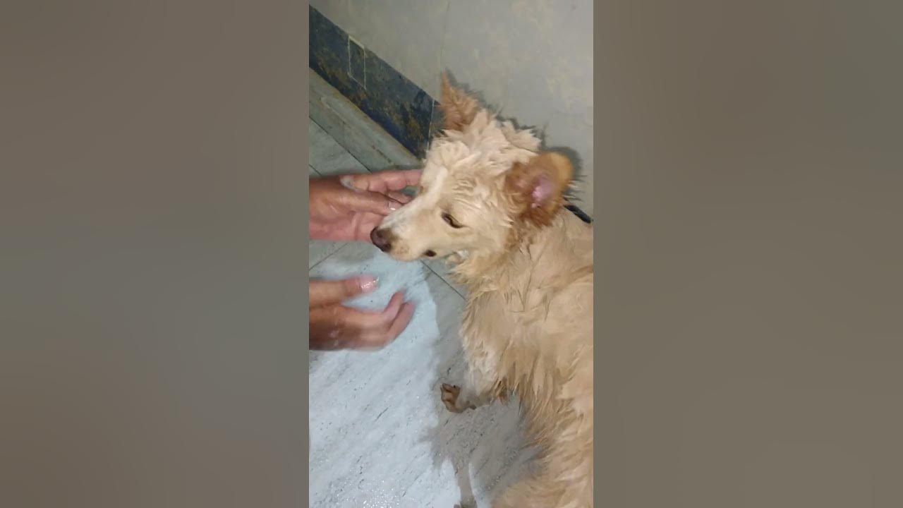 how to bath puppy 🥰 YouTube