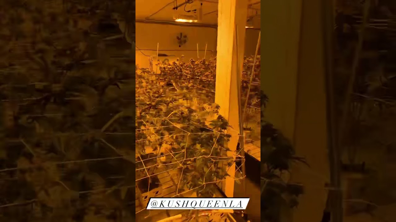 Kush Queen in the garden 🍁