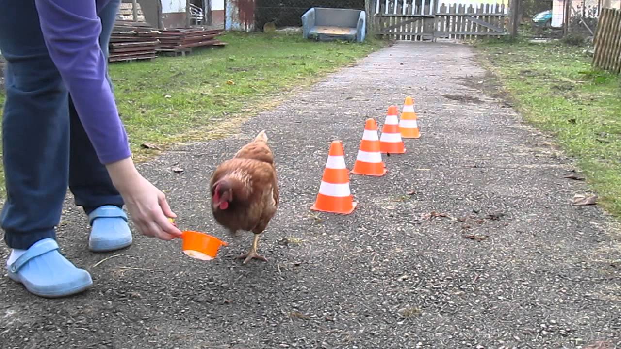 Hühnertricks