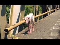 【衝撃】全身ガリガリの犬。街中ですれ違う人々は誰も助けない悲しい状況。そんな犬に訪れた奇跡とは・・・。【応援したい話】