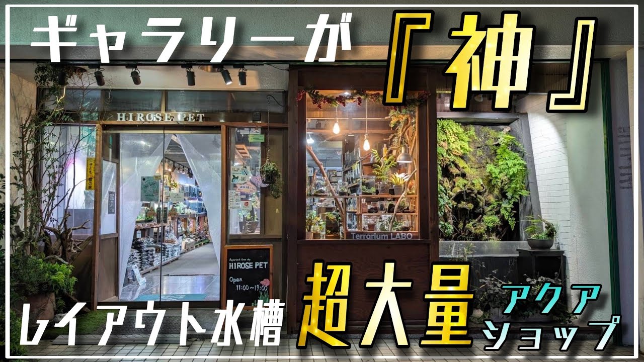 レイアウト水槽が超大量‼ショールームが神な絶対に感動する奇跡のアクアショップ‼ヒロセペット谷津本店　aquarium　アクアリウム　熱帯植物　熱帯魚　水草　流木　メダカ