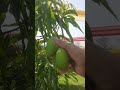 chhote chhote# mango tree# cute mango#trending #shorts #viral #video #nature