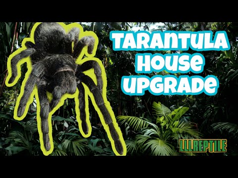 AWESOME TARANTULA SET UP | This Brazilian Black Tarantula Was due for an upgrade so she got it!