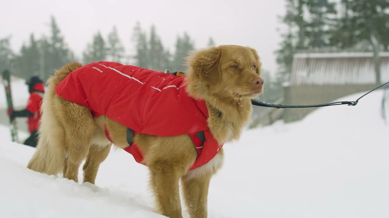 Preview of Ruffwear Powder Hound Waterproof Vest Video