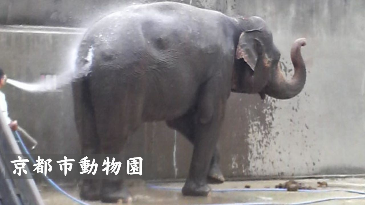 【京都】京都市動物園【観光】