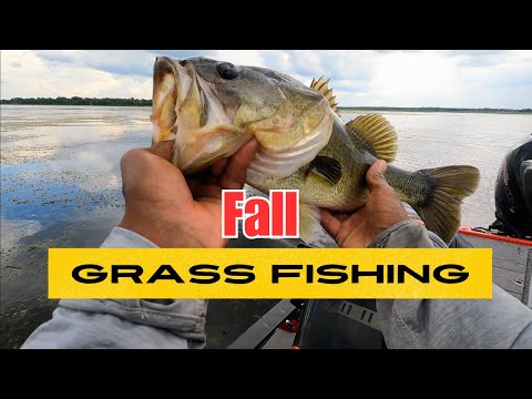 Avoid COMMON Grass