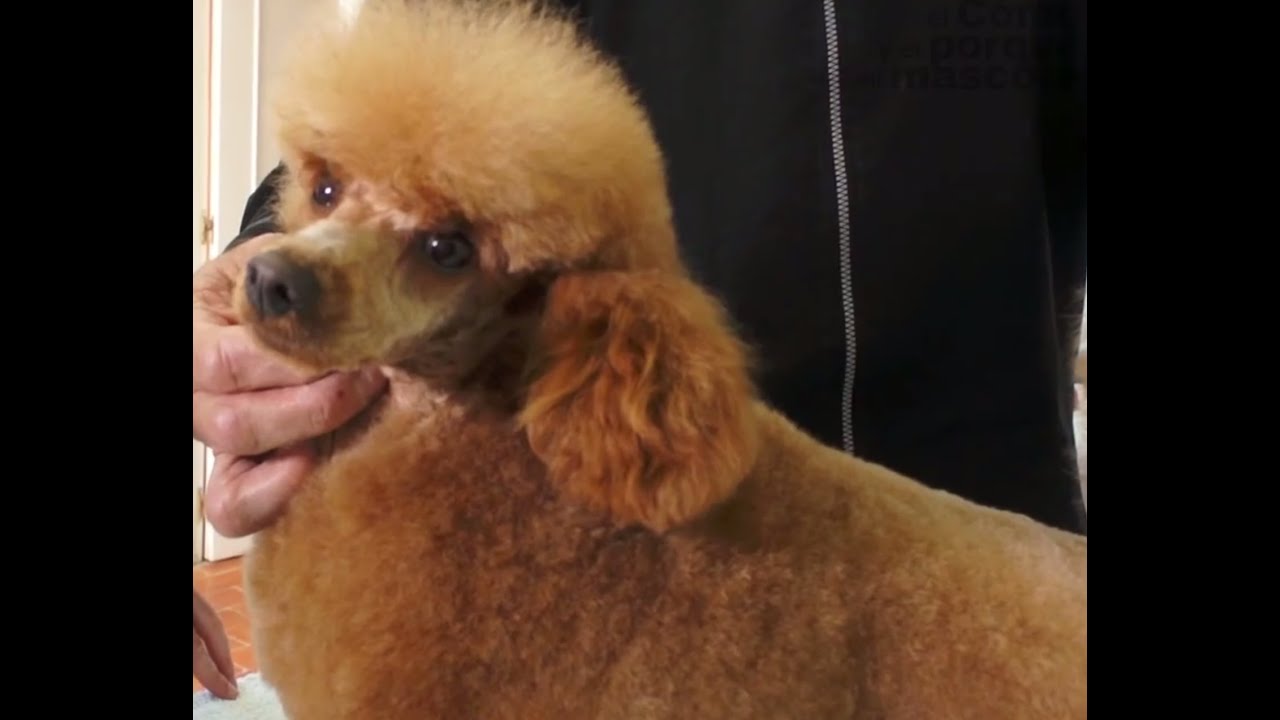 Superar Ajustarse humedad DOGS: How to groom a Toy Poodle? - YouTube