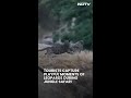 Tourists Capture Playful Moments Of Leopards During Jungle Safari, Video Goes Viral