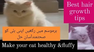 how to make your cat healthy &fluffy|best tips for Persian cat hair growth|easy way Persian cat care