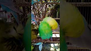 This Amazon bird toy is SO COOL#birds#parrot #birdslover #budgis #lovebirds #budgiegar #cute #health