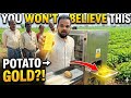 Gold made from Potato using Lastest AI technology - Turn Aaloo into Gold