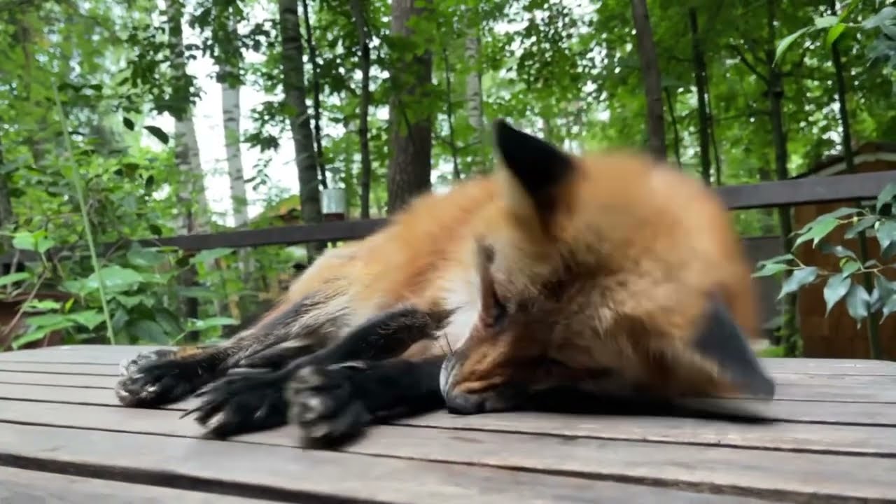 игра для playstation лиса