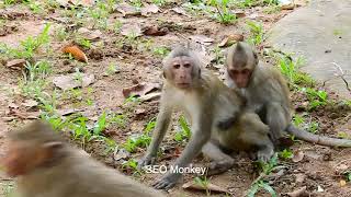 min  monkey friendly with king of monkey Mak Resimi