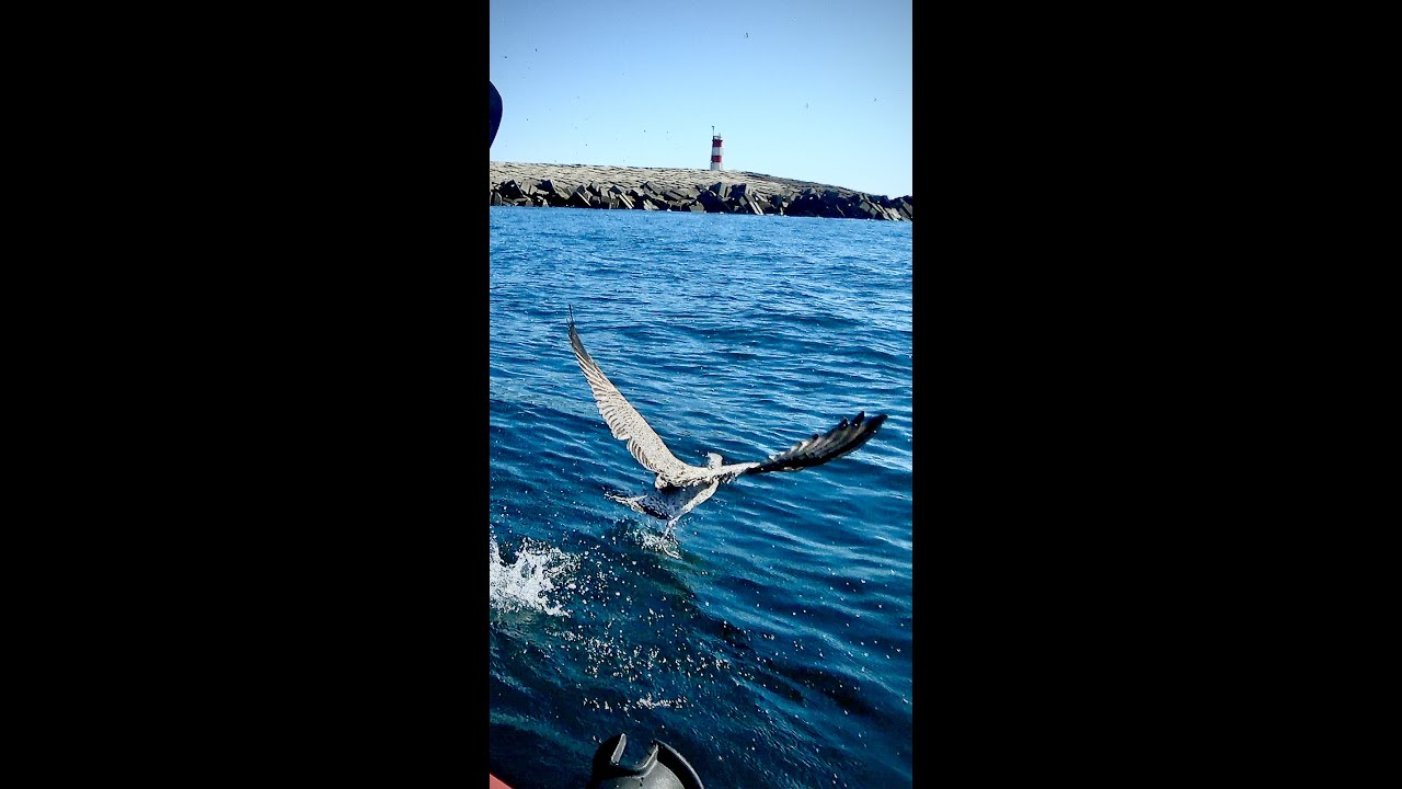 catching seagulls with fishing pole Seagull release - Fishing with lures - How to safely release a Seagull -  #Sort n. 9