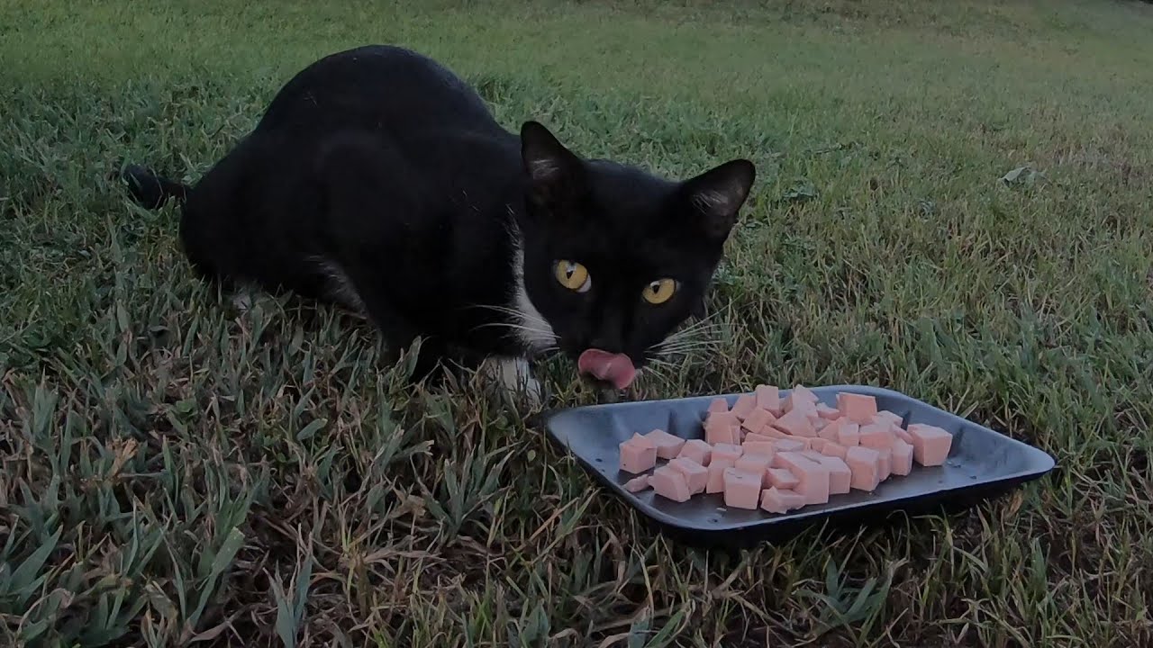 Homeless cats in Ras Al Khaimah, UAE #cat #cats #viral #emirates #UAE # ...