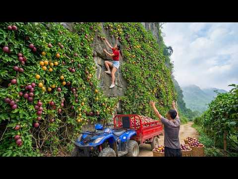 Harvesting 600kg of Star Apples from a Cliff and Transporting Them All to the Market